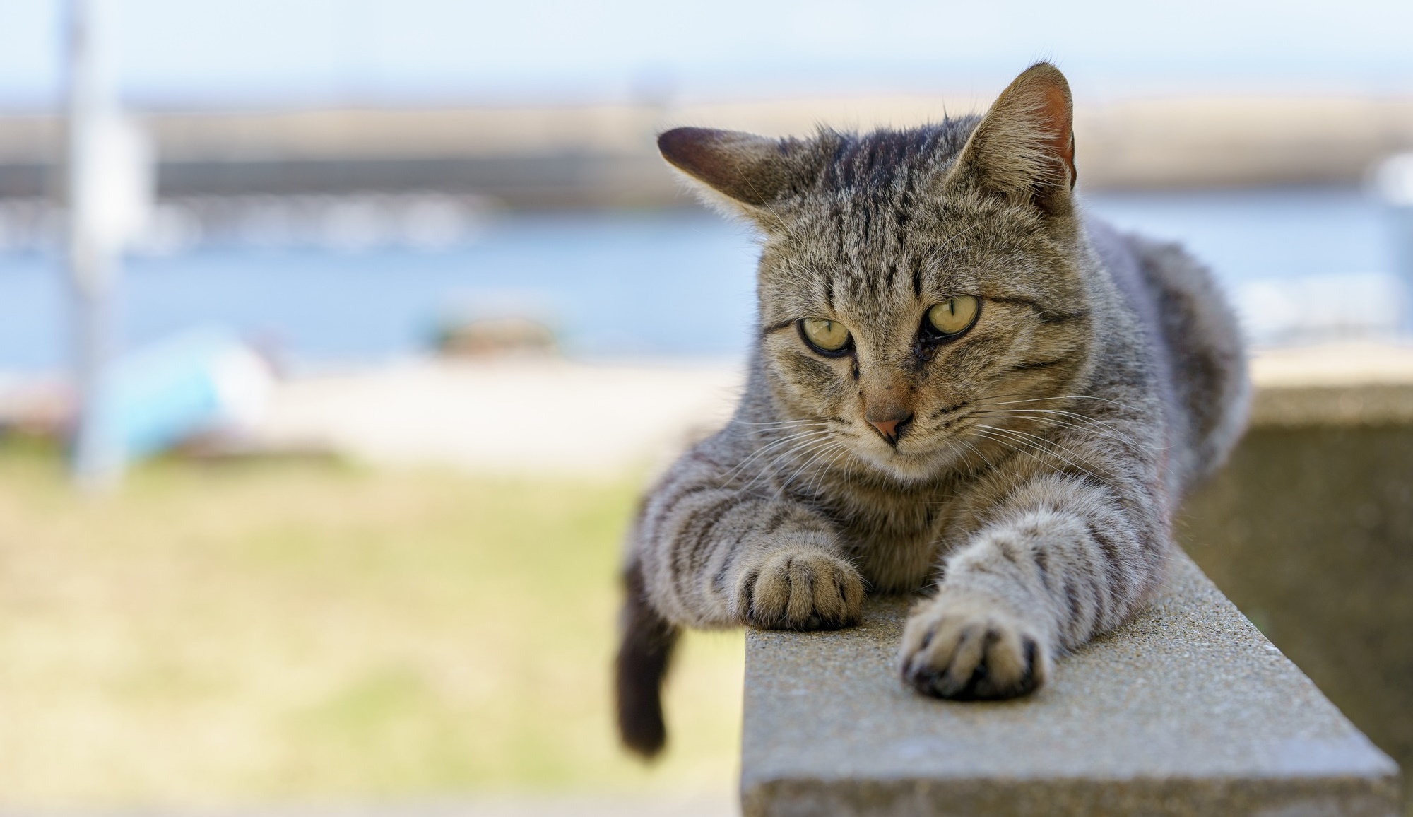 猫の日特集 一度は行ってみたい日本の 猫の島 Skyward スカイワードプラス