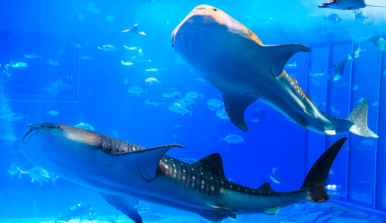 沖縄美ら海水族館でジンベエザメに会おう！世界最大の魚類やサンゴの海を満喫 | SKYWARD+ スカイワードプラス