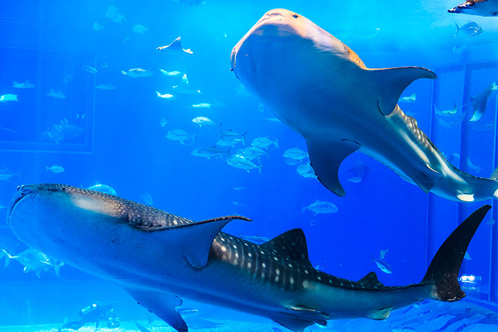 沖縄美ら海水族館の魅力を紹介｜大迫力のジンベエザメは必見 