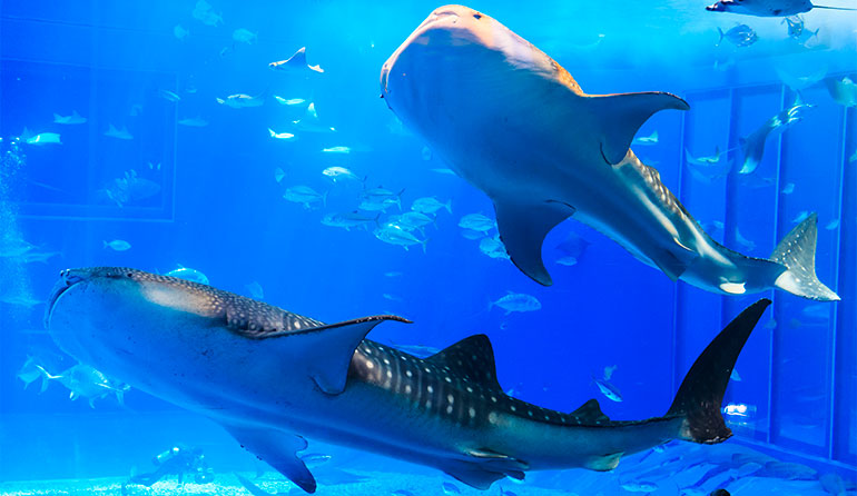 沖縄美ら海水族館　「黒潮の海」