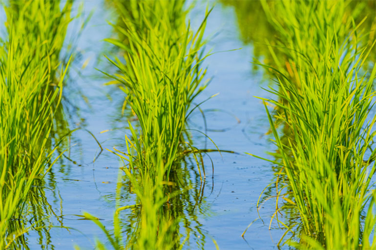 水無月とは 名称の由来や語源 和菓子についても解説 Skyward スカイワードプラス